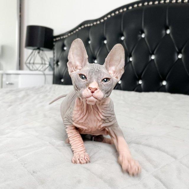 Preview of the first image of Donskoy Sphynx TICA reg..