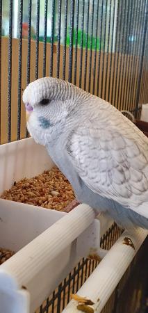 Image 4 of Beautiful Baby Budgies Available Now