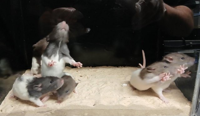 Image 17 of Baby Dumbo and Straight eared Rats