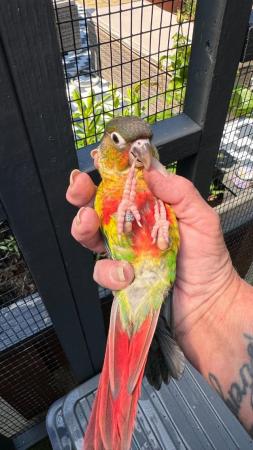 Image 12 of Hand reared conures Various different mutations
