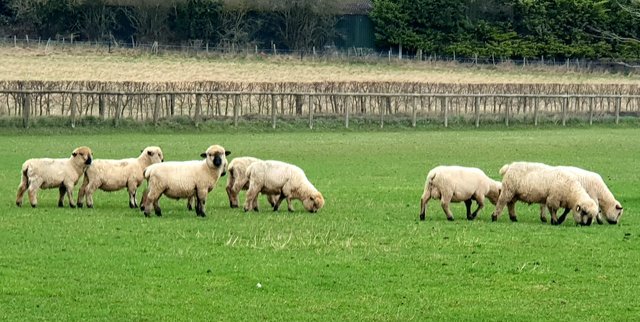 Image 3 of Pedigree Hampshire Down rams available mix of age's