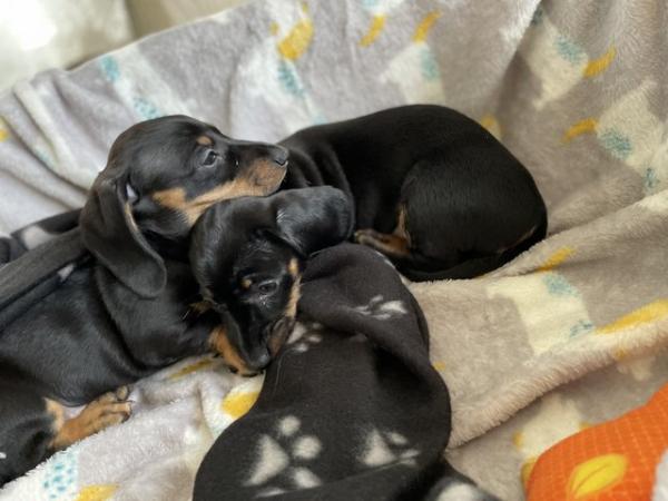 Image 25 of miniature dachshund puppies
