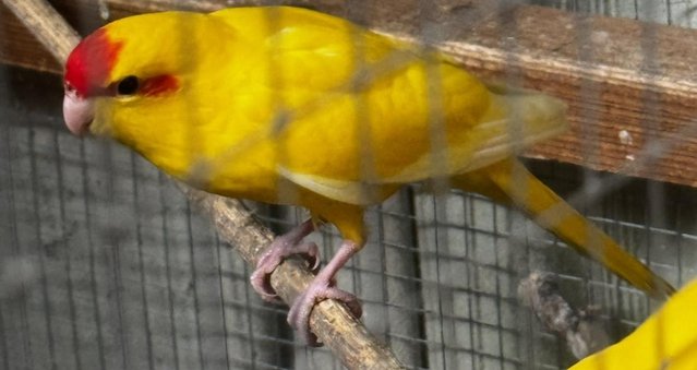 Image 1 of Kakariki lovely young birds