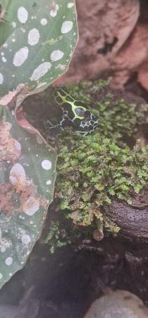 Image 1 of RANITOMEYA varibilis southern dart frogs tadpoles