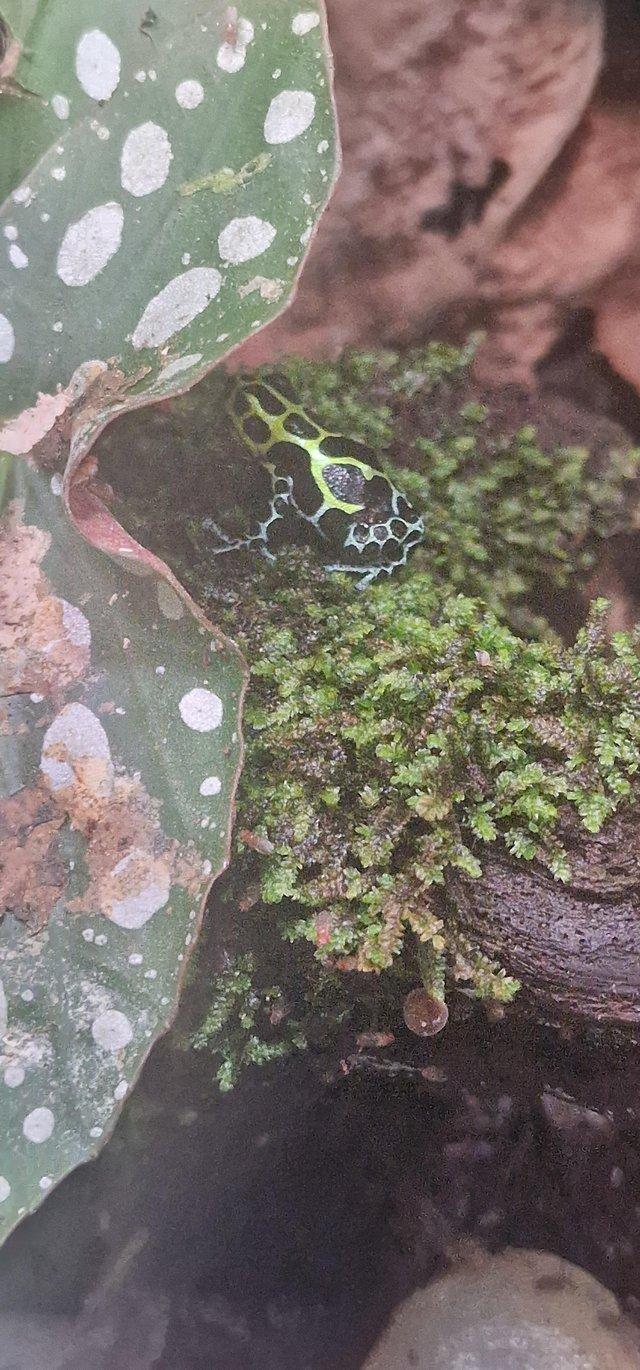Preview of the first image of RANITOMEYA varibilis southern dart frogs tadpoles.
