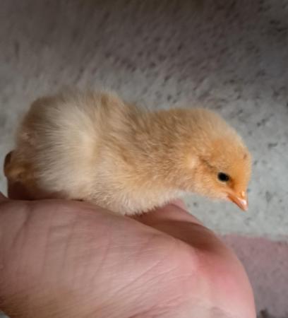 Image 1 of Various Chicks for sale bb6 7ns