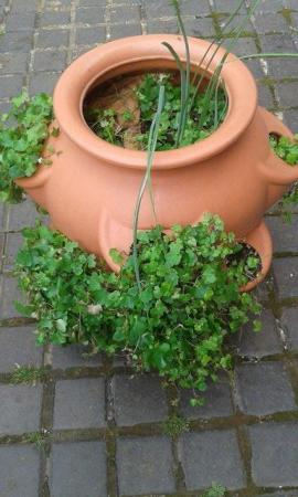Image 1 of Herb/Strawberry planter large pot, Plastic.