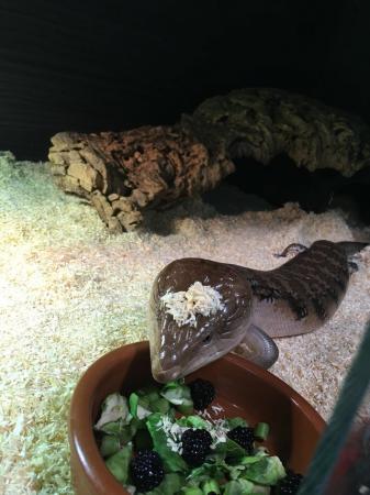 Image 3 of Male Northern blue tongue skink