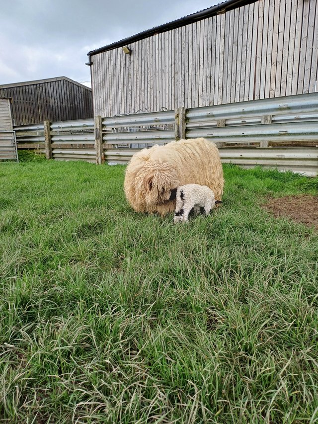 Preview of the first image of Swiss valais Cross with ewe lamb at foot. Pedigree ram..