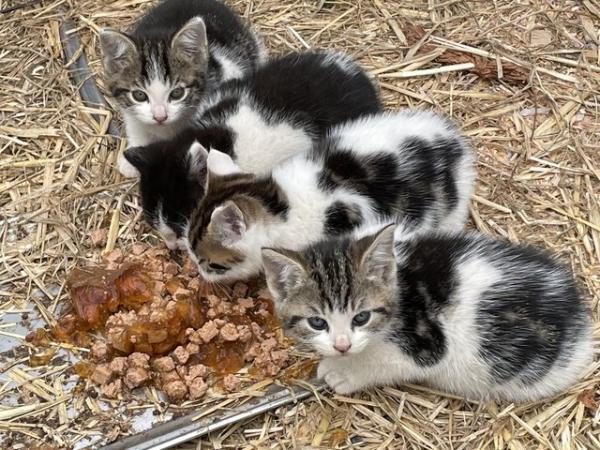 Image 5 of Male and Female farm / outdoor kittens
