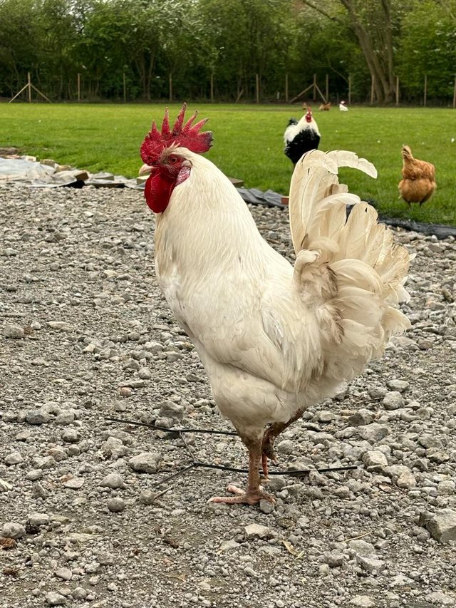 Preview of the first image of Cockerel x4 looking for a 5*home.