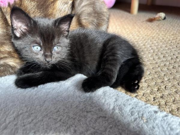 Image 1 of Beautiful black kitten for sale