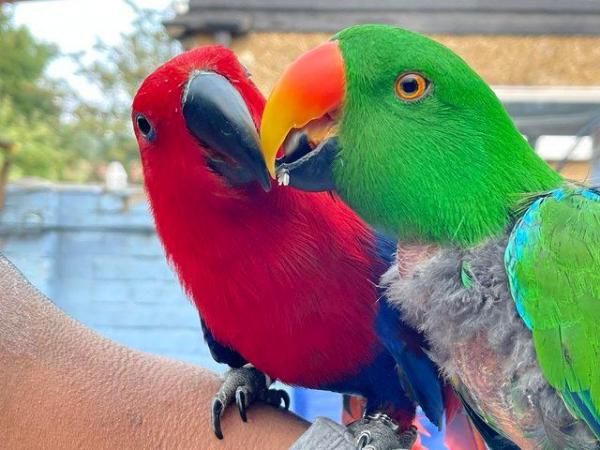 Image 2 of Bonded And Breeding Pair Of Eclecus Parrots