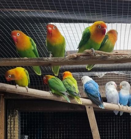 Image 2 of Less then 2 year old lovebirds for sale