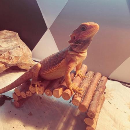 Image 1 of 2 yr old, Male, Red Morph Translucent Bearded Dragon.
