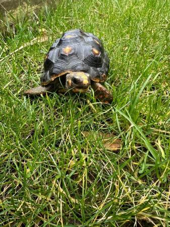 Image 2 of 4 year old female red foot tortoise
