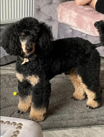 Poodle puppies for sale in Birmingham, West Midlands – 1 year old - Image 5 of 12