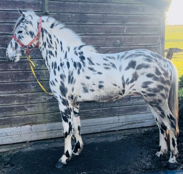 Preview of the first image of Regesterd Appaloosa 2 year old colt.