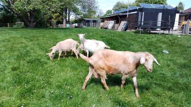 Image 2 of Milking goats for sale. Small starter herd.