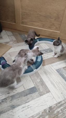 Image 6 of Last 2 LaPerm kittens GCCF reg, curly coats