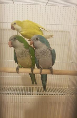 Image 4 of All types of pet BIRDS/PARROTS available