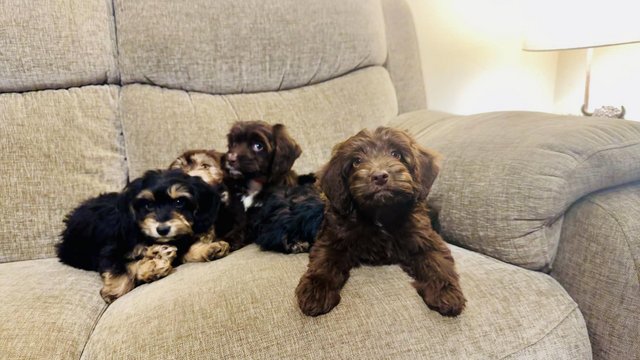 Image 3 of Beautiful F1 cockapoo puppies for sale 4 left