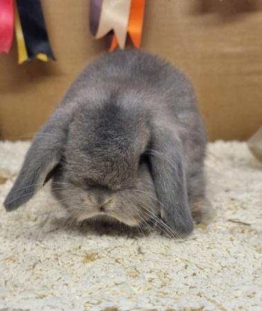 Image 1 of Gorgeous mini lop and dwarf lops