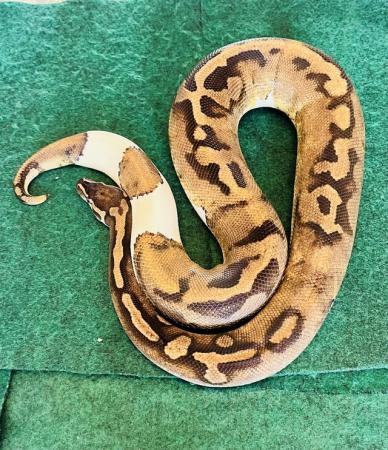 Image 5 of Adult male pied ball python
