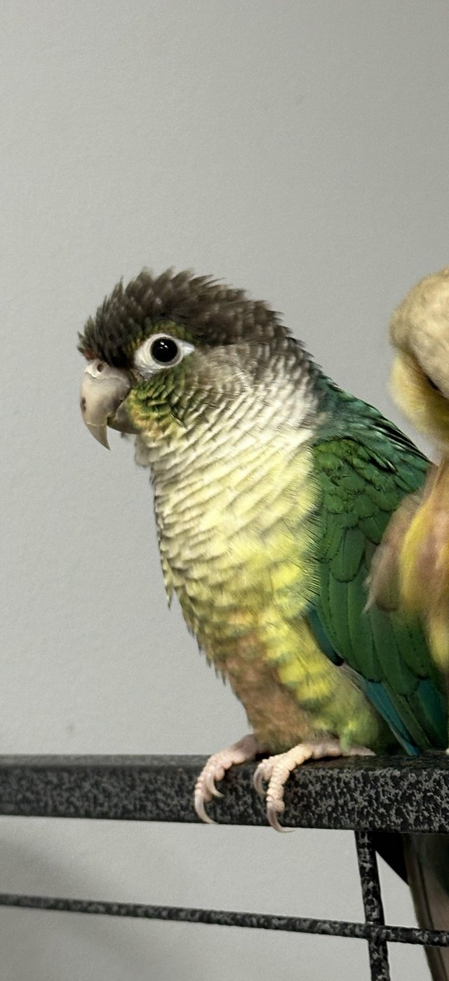 Preview of the first image of Female breeding conure ( breeding and for avery).