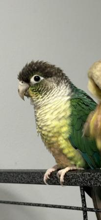 Image 1 of Female breeding conure ( breeding and for avery)
