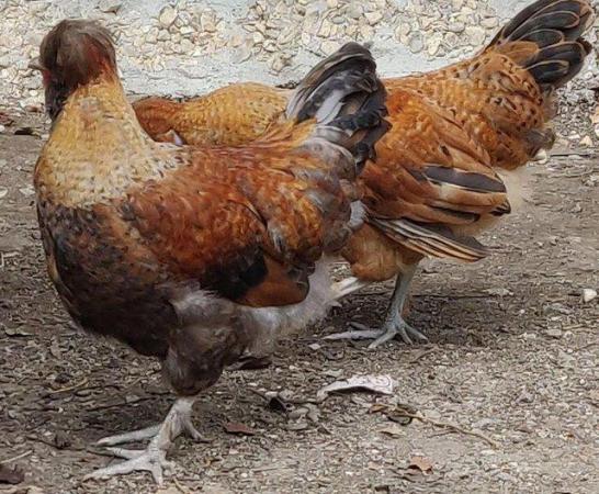 Image 5 of Chickens male and female for sale