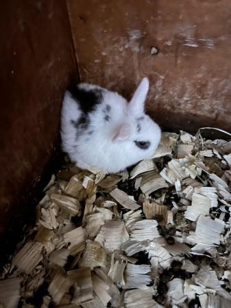 Image 1 of Mini lop rabbits ready now