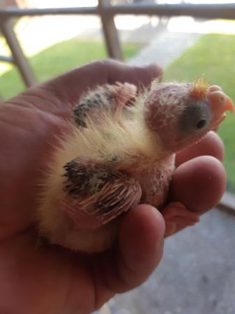 Image 3 of Baby cockatiel ready for handrearing