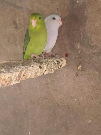 Image 3 of Parrotlets for sale in different colors