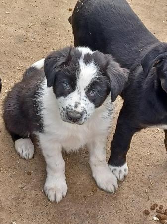 Image 14 of Border collie puppies farm reared