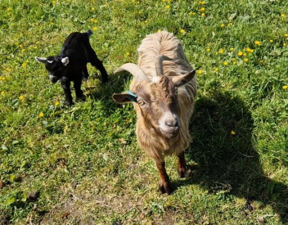 Image 1 of Nanny goat with wether kid at foot