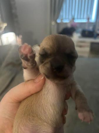 Image 4 of Chihuahua puppies ready to go
