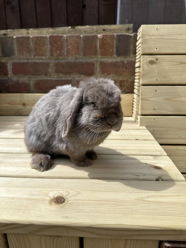 Preview of the first image of Mini lop baby rabbits male and female.