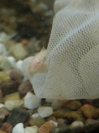 Image 3 of Bristlenose pleco catfish babies