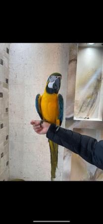 Image 5 of Tame talking 5 year old blue and gold macaw parrot