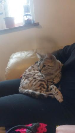 Image 1 of 3 year old female grey bengal for sale