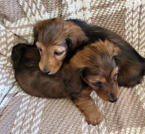 Image 14 of Dachshunds - Miniature Long Haired