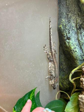 Image 2 of 2 year old male gargoyle gecko with full bio set up