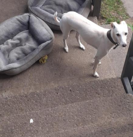 Image 6 of Stunning whippet pups for sale