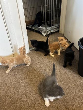Image 4 of 3 mixed breed kittens for sale, ready now!!