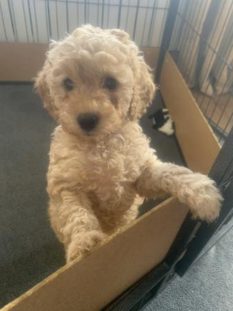 Image 5 of F2b cockapoo puppies ready to leave
