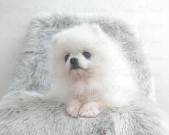 Image 9 of Xxs Teddy Bear Pomeranian Puppies