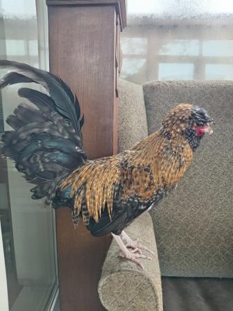 Image 1 of Golden laced Polish cockral