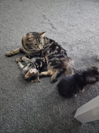 Image 6 of Gorgeous maine coon X kittens ready to go now!!