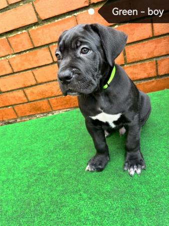 Image 10 of Cane Corso pups from multi champ bloodline